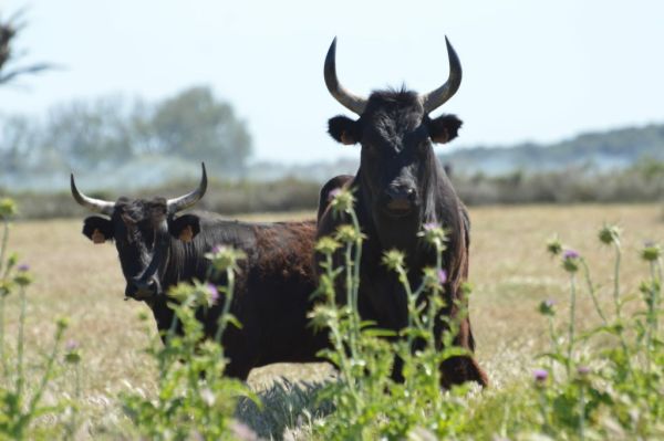 Expérience Camargue
